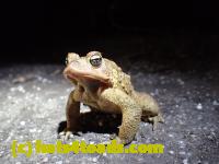 /home//u458753944/public_html/sourcegallery////////////////////////////////////////////Roxborough Toad Detour/2013-2019/2016/2016-03-31/P3310575.JPG